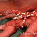crab_xeno_dr_kb_h_0169_png0618.jpg